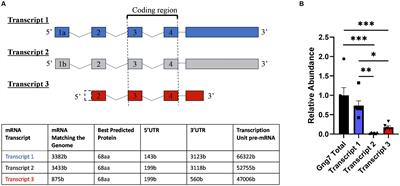 Post-transcriptional regulation and subcellular localization of G-protein γ7 subunit: implications for striatal function and behavioral responses to cocaine